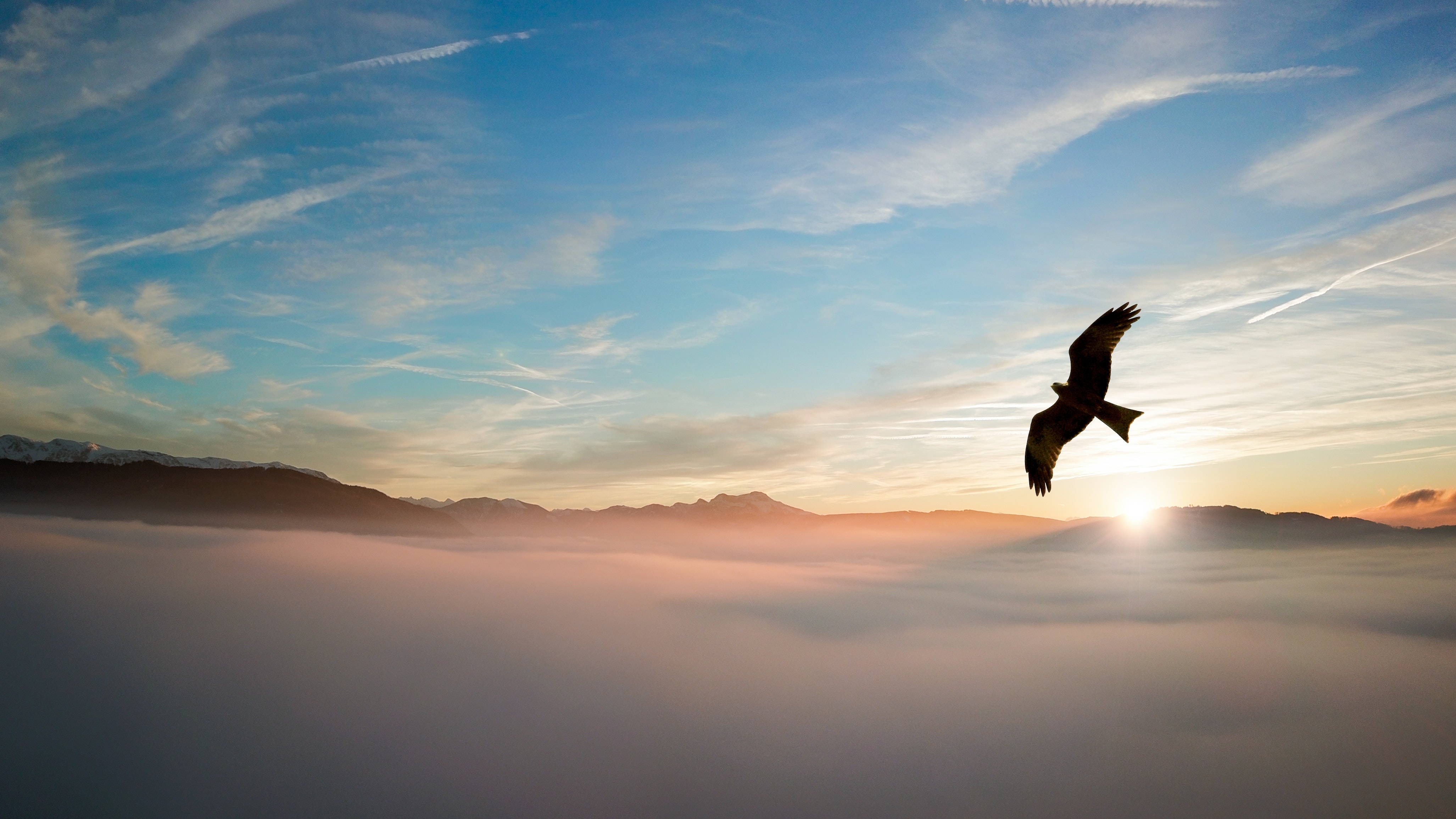 bird in the clouds
